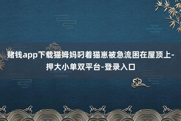 赌钱app下载猫姆妈叼着猫崽被急流困在屋顶上-押大小单双平台-登录入口
