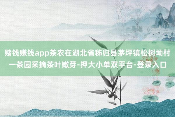 赌钱赚钱app茶农在湖北省秭归县茅坪镇松树坳村一茶园采摘茶叶嫩芽-押大小单双平台-登录入口